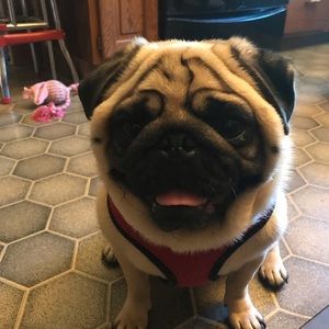 Meet your Posher, Deanna